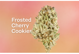 Frosted Cherry Cookies (S-Lab) – Nowa odmiana Działanie, terpeny, efekty