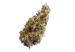 Mimosa (S-Lab) – Nowa odmiana Medycznej Marihuany