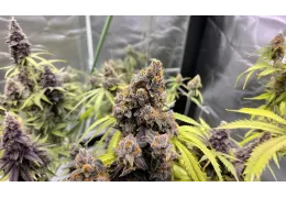 Purple Octane S-Lab - Nowa odmiana na rynku medycznym