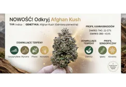 Afghan Kush Canopy Growth: profil odmiany, terpeny i waporyzacja