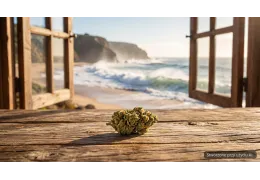 Beach Crasher S-Lab 22% THC – opis odmiany