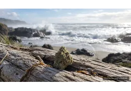 Beach Crasher Tilray 22% THC – opis odmiany