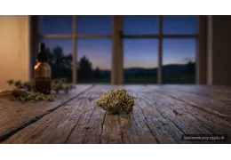 Dosimosa Cosma 22% THC – opis odmiany