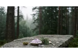 Odmiana Ghost Gelato (S-LAB) - genetyka i waporyzacja