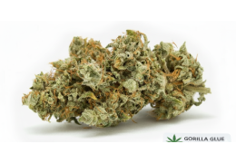 Gorilla Glue 23% THC od Suprobion nowość!