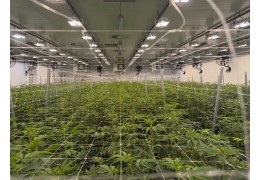 Pavé S1 od Cantourage - Nowa Odmiana Medycznej Marihuany w Polsce (THC 27,3%)