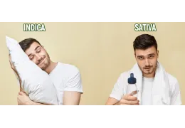 Indica vs Sativa: Różnice, Efekty i Wybór Odmiany