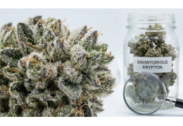 Snowtorious Krypton 25% – wszystko o nowej odmianie Canopy Growth