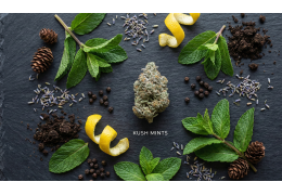 Kush Mints Spectrum Therapeutics 28% THC – Nowość w Polskich Aptekach