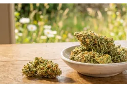 Lemon Haze Gelato S-Lab – THC 18%, terpeny, efekty