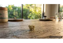 Wedding Pop Triangle Medalchemy 24% THC – opis odmiany