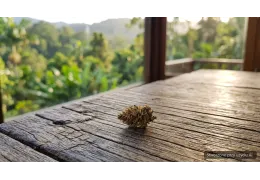 Zookies Medalchemy 25% THC – opis odmiany